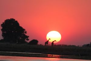 Giraffe sun set